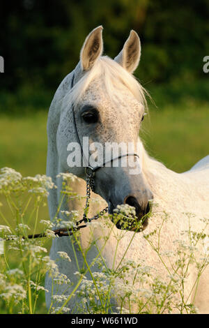 Cheval Arabe blanc étalon, avec showholster Banque D'Images