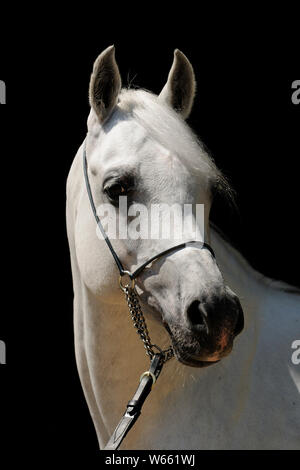 Cheval Arabe blanc étalon, avec showholster Banque D'Images