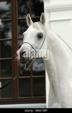 Cheval Arabe blanc étalon, avec showholster Banque D'Images