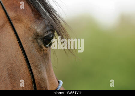 Cheval Arabe, brown mare, oeil Banque D'Images