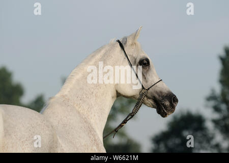 Cheval Arabe blanc étalon, avec showholster Banque D'Images