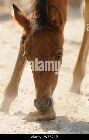Arabian Horse pouliche, rongeant sur pièce de bois Banque D'Images