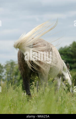 Cheval Arabe, le pâturage mare chasse les insectes avec sa queue Banque D'Images