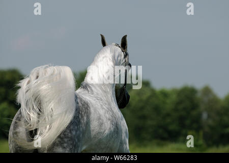 Au galop, cheval arabe jument blanche Banque D'Images