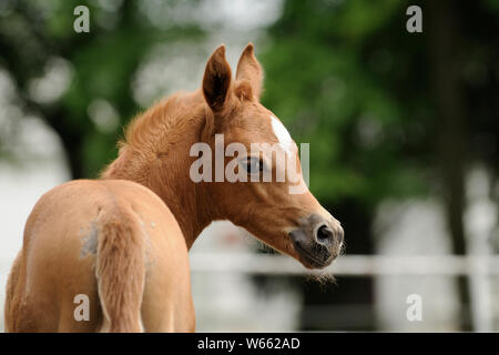 Pouliche chestnut, Cheval Arabe Banque D'Images