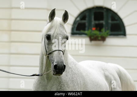 Cheval Arabe blanc étalon, avec showholster Banque D'Images