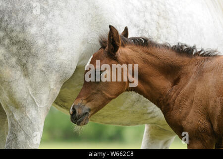 Cheval Arabe, poulain à côté de mare Banque D'Images