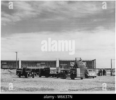 Haskell Comté, Kansas. Les moutons. La plupart des agriculteurs ici ont, à un moment ou à un autre élevage, d'une . . . ; Portée et contenu : la légende complète se lit comme suit : Haskell Comté, Kansas. Les moutons. La plupart des agriculteurs ici ont, à un moment ou à un autre élevage, et nombre d'entre eux ont la traditionnelle Cattleman's la haine de moutons. Mais le comté agent pense que les moutons peuvent être soulevées de façon rentable dans cette région, et a persuadé quelques hommes d'aller dans le relèvement de mouton sur une grande échelle. Apparemment tous ses espoirs se sont réalisés. Cette image montre le voyage d'agneaux gras sur le marché de la pens Sublette Banque D'Images