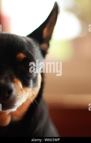 Portrait de chien Banque D'Images