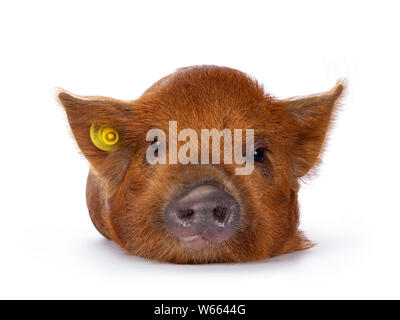 Le gingembre Kunekune piglet fixant vers l'avant. Looking at camera avec les yeux. Isolé sur fond blanc. Banque D'Images