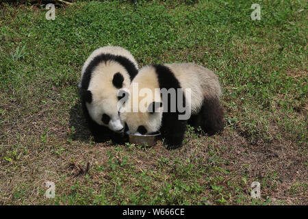 Deux des quatre oursons panda géant mâle né à la China Conservation and Research Center, dont les noms sont à être proposé par les fans du monde entier sont Banque D'Images