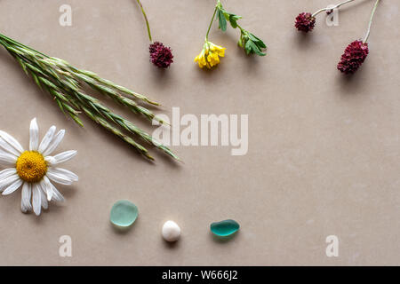 L' affichage. Plusieurs plantes avec extrémités rouge, vert et jaune avec des épillets une fleur blanche. Galets blanc et de deux pièces de verre vert. Fond brun cer Banque D'Images