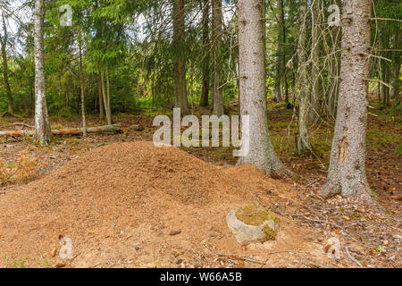 Fourmilière dans une vieille forêt Banque D'Images