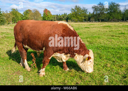 Le pâturage des bovins bull dans un pâturage Banque D'Images