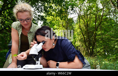 Oberweid, Allemagne. 31 juillet, 2019. Anja Siegesmund (r, Bündnis90/Die Grünen), Ministre de l'environnement de la Thuringe, et Julia Gombert de la Rhön Landschaftspflegeverband observer de minuscules escargots printemps Rhön sous le microscope à l'Landgrafenbrunnen dans la Réserve de biosphère de l'UNESCO la Rhön. C'est l'une des étapes de la tournée d'été du ministre cette année. La visite conduit sur 9 jours et 24 stations le long de la "Grünen" et "Blauer Band' en Thuringe. Crédit : Martin Schutt/dpa-Zentralbild/dpa/Alamy Live News Banque D'Images