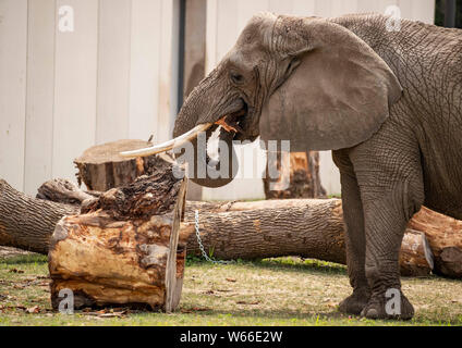 Milwaukee, USA. 30 juillet 2019. Les 38 ans de l'éléphant africain Bretagne mange quelque arbre écorce à Milwaukee, Wisconsin, le Zoo United States, 30 juillet 2019. Le zoo de Milwaukee a l'air d'être la nouvelle maison pour quelques éléphants plus apparaissant dans les cirques. (Photo par Joel Lerner/Xinhua) Credit : Xinhua/Alamy Live News Banque D'Images