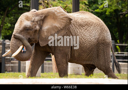 Milwaukee, USA. 30 juillet 2019. Les 38 ans de l'éléphant africain Bretagne est vue à Milwaukee, Wisconsin, le Zoo United States, 30 juillet 2019. Le zoo de Milwaukee a l'air d'être la nouvelle maison pour quelques éléphants plus apparaissant dans les cirques. (Photo par Joel Lerner/Xinhua) Credit : Xinhua/Alamy Live News Banque D'Images