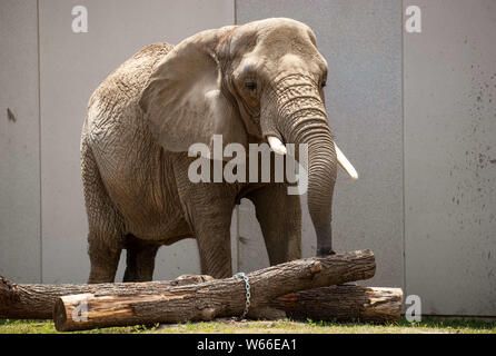 Milwaukee, USA. 30 juillet 2019. Les 38 ans de l'éléphant africain Bretagne pousse une connexion au Zoo de Milwaukee, Wisconsin, États-Unis, le 30 juillet 2019. Le zoo de Milwaukee a l'air d'être la nouvelle maison pour quelques éléphants plus apparaissant dans les cirques. (Photo par Joel Lerner/Xinhua) Credit : Xinhua/Alamy Live News Banque D'Images