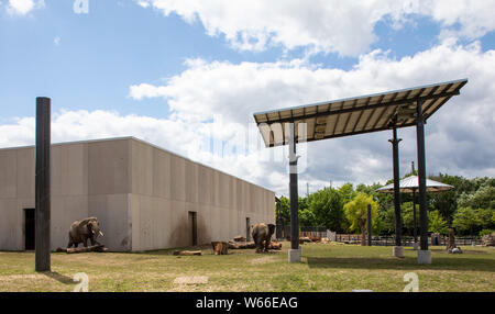 Milwaukee, USA. 30 juillet 2019. Les éléphants africains Bretagne et Ruth, 38 ans, sont vus à Milwaukee, Wisconsin, le Zoo United States, 30 juillet 2019. Le zoo de Milwaukee a l'air d'être la nouvelle maison pour quelques éléphants plus apparaissant dans les cirques. (Photo par Joel Lerner/Xinhua) Credit : Xinhua/Alamy Live News Banque D'Images