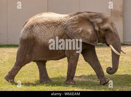 Milwaukee, USA. 30 juillet 2019. Les 38 ans de l'éléphant africain Bretagne erre au Zoo de Milwaukee, Wisconsin, États-Unis, le 30 juillet 2019. Le zoo de Milwaukee a l'air d'être la nouvelle maison pour quelques éléphants plus apparaissant dans les cirques. (Photo par Joel Lerner/Xinhua) Credit : Xinhua/Alamy Live News Banque D'Images
