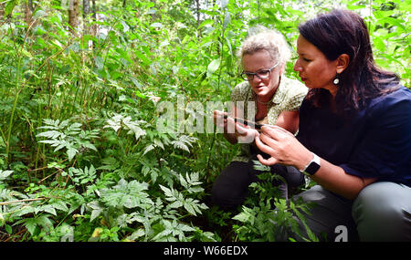 Oberweid, Allemagne. 31 juillet, 2019. Anja Siegesmund (r, Bündnis90/Die Grünen), Ministre de l'environnement de la Thuringe, et Julia Gombert (l) de Landschaftspflegeverband Rhön sont à la recherche d'escargots au printemps Rhön dans Landgrafenbrunnen la Réserve de biosphère de l'UNESCO la Rhön. Il s'agit d'un arrêt de cette année, la tournée d'été de la forêt de Thuringe, Ministre de l'environnement. La visite conduit sur 9 jours et 24 stations le long de la "Grünen" et "Blauer Band' en Thuringe. Crédit : Martin Schutt/dpa-Zentralbild/dpa/Alamy Live News Banque D'Images