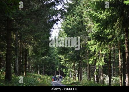 Oberweid, Allemagne. 31 juillet, 2019. Un groupe des randonnées à travers la forêt dans la Réserve de biosphère de l'UNESCO la Rhön. La Rhön est une gare de cette année, la tournée d'été de la forêt de Thuringe, Ministre de l'environnement. La visite conduit sur 9 jours et 24 stations le long de la "Grünen" et "Blauer Band' en Thuringe. Crédit : Martin Schutt/dpa-Zentralbild/dpa/Alamy Live News Banque D'Images