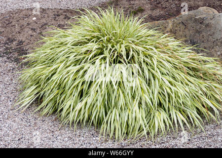 Hakonechloa macra 'Aureola', herbe d'ornement Banque D'Images