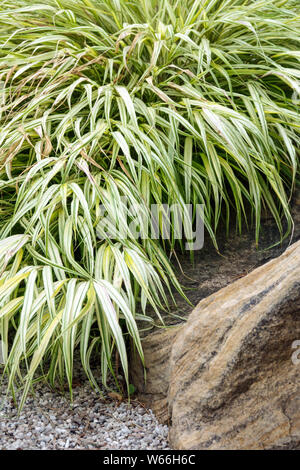Hakonechloa macra 'Aureola' Banque D'Images