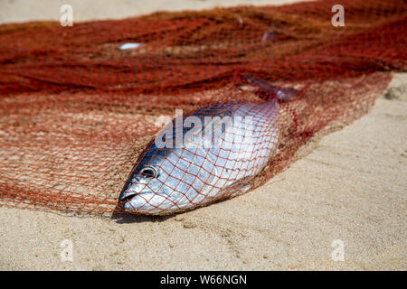 Un seul poisson mort dans un filet Banque D'Images