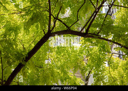 Un arbre isolé , un Robinia pseudoacacia est laisse pousser ses belles feuilles vert jaune parmi les bâtiments de ce domaine à Westminster, Londres Banque D'Images