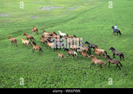 Une vue de chevaux sur la prairie Hulun Buir en Chine du nord, région autonome de Mongolie intérieure, le 14 juillet 2018. Vue de l'aire de la Hulun Buir Gr Banque D'Images