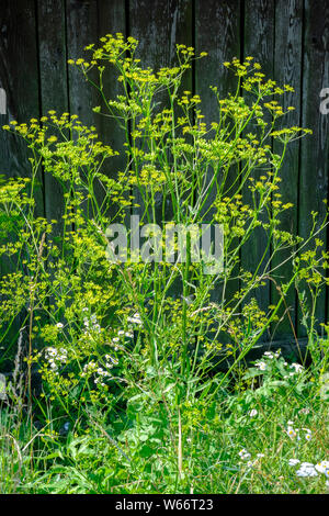 Fleurs sauvages des mauvaises herbes toxiques envahissantes panais sauvage Pastinaca sativa zala hongrie Banque D'Images