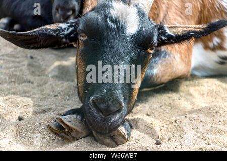 La chèvre domestique (Capra aegagrus hircus) couché sur ses jambes sous la tête et en regardant la caméra. Portrait drôle de chèvre détendue. Banque D'Images