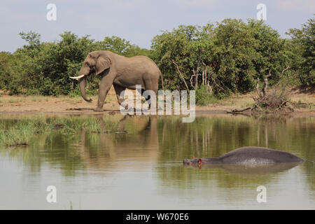 Afrikanischer Elefant und Flußpferd / et de l'eléphant d'Afrique Loxodonta africana et / Hippopotame Hippopotamus amphibius Banque D'Images