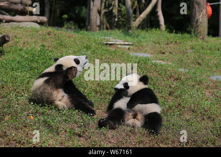 Deux des quatre oursons panda géant mâle né à la China Conservation and Research Center, dont les noms sont à être proposé par les fans du monde entier sont Banque D'Images