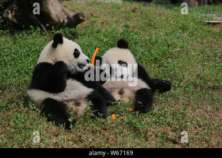 Deux des quatre oursons panda géant mâle né à la China Conservation and Research Center, dont les noms sont à être proposé par les fans du monde entier sont Banque D'Images