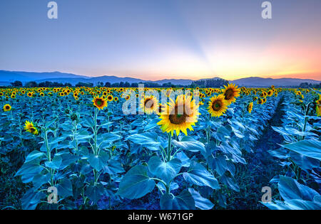 Un champ de tournesols au coucher du soleil Banque D'Images