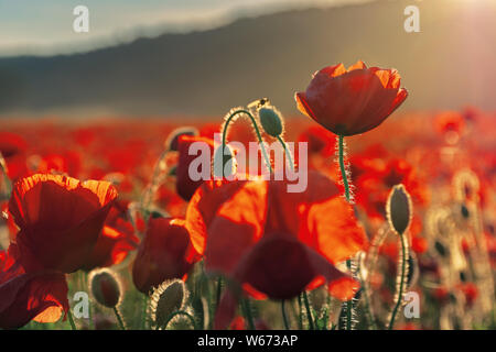 Coquelicots rouges sur le terrain en lumière du soir. belle nature fond de fleurs. hill floue au loin. beau temps. faible profondeur de Banque D'Images