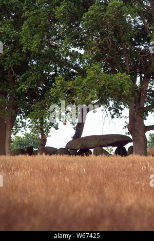 La Saxe-Anhalt, Allemagne. 31 juillet, 2019. Arbres entourent une grande pierre tombe dans un champ. Dans l'avenir, le mégalithe Route conduira l'Altmark passé la tombe et attirer les touristes dans le nord-ouest de l'Altmark. A l'origine il était prévu de commencer la route longue de 40 kilomètres, au printemps prochain, mais il a encore besoin de temps pour le développement. La densité des blocs de pierre, également appelé Hünengrab, est particulièrement élevé dans le district de l'Altmark Salzwedel. Dans l'arrêt Altmark district de Salzwedel et dans le district de Stendal, actuellement il y a environ 50 d'autrefois plus de 200 grandes tombes en pierre. Credit : dpa pi Banque D'Images