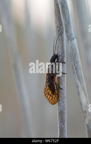 Un adulte (Alderfly Sialis lutaria) sur un roseau dans un étang à Priddy Mineries au printemps dans les collines de Mendip, Somerset, Angleterre. Banque D'Images