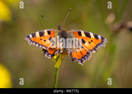 Aglais urticae (petite écaille, Kleiner Fuchs) Banque D'Images