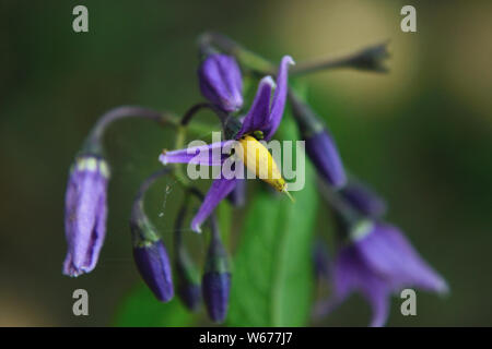 Close up de morelle douce-amère Solanum dulcamara, fleurs Banque D'Images