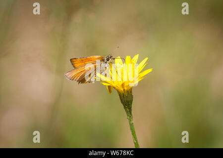 Thymelicus sylvestris (petit patron, Braunkolbiger Braun-Dickkopffalter) Banque D'Images