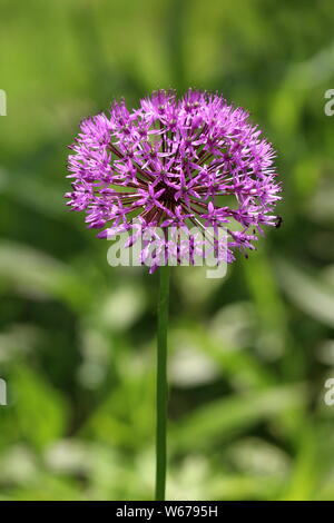 L'allium ou oignon ornementale fleur ronde composée de dizaines d'ouvrir complètement la lumière en forme d'étoiles en fleurs fleurs violettes poussant dans jardin local Banque D'Images