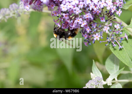 Un cerf de bourdon, Bombus lucorum, se nourrissant de Buddleia flower, UK Banque D'Images