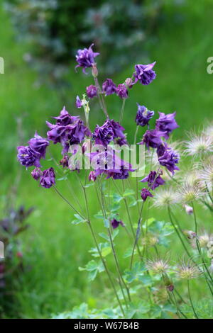 Bande d'ancolie commune Aquilegia vulgaris ou européen ou l'ancolie ou Grannys soirée ou les plantes vivaces herbacées Grannys bonnet Banque D'Images