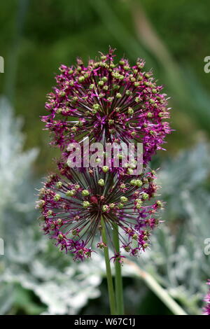 Deux de plus en plus étroitement l'oignon Allium ou ornemental capitules ronds composé de plusieurs dizaines d'ouvrir partiellement la lumière fleurs violettes en forme d'étoile Banque D'Images