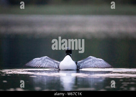 MAYNOOTH, ONTARIO, CANADA - Le 22 juillet 2019 : un Plongeon huard (Gavia immer), une partie de l'Gaviidae natation en famille dans un lac en Ontario. ( Ryan Carter ) Banque D'Images