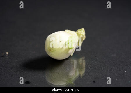 Les noisettes doivent encore quelques semaines à manger Banque D'Images