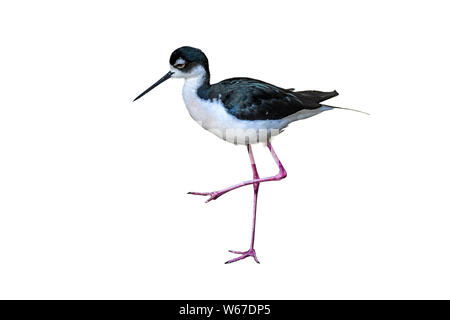Échasse d'oiseau (Himantopus mexicanu), debout sur une jambe, isolé sur fond blanc Banque D'Images